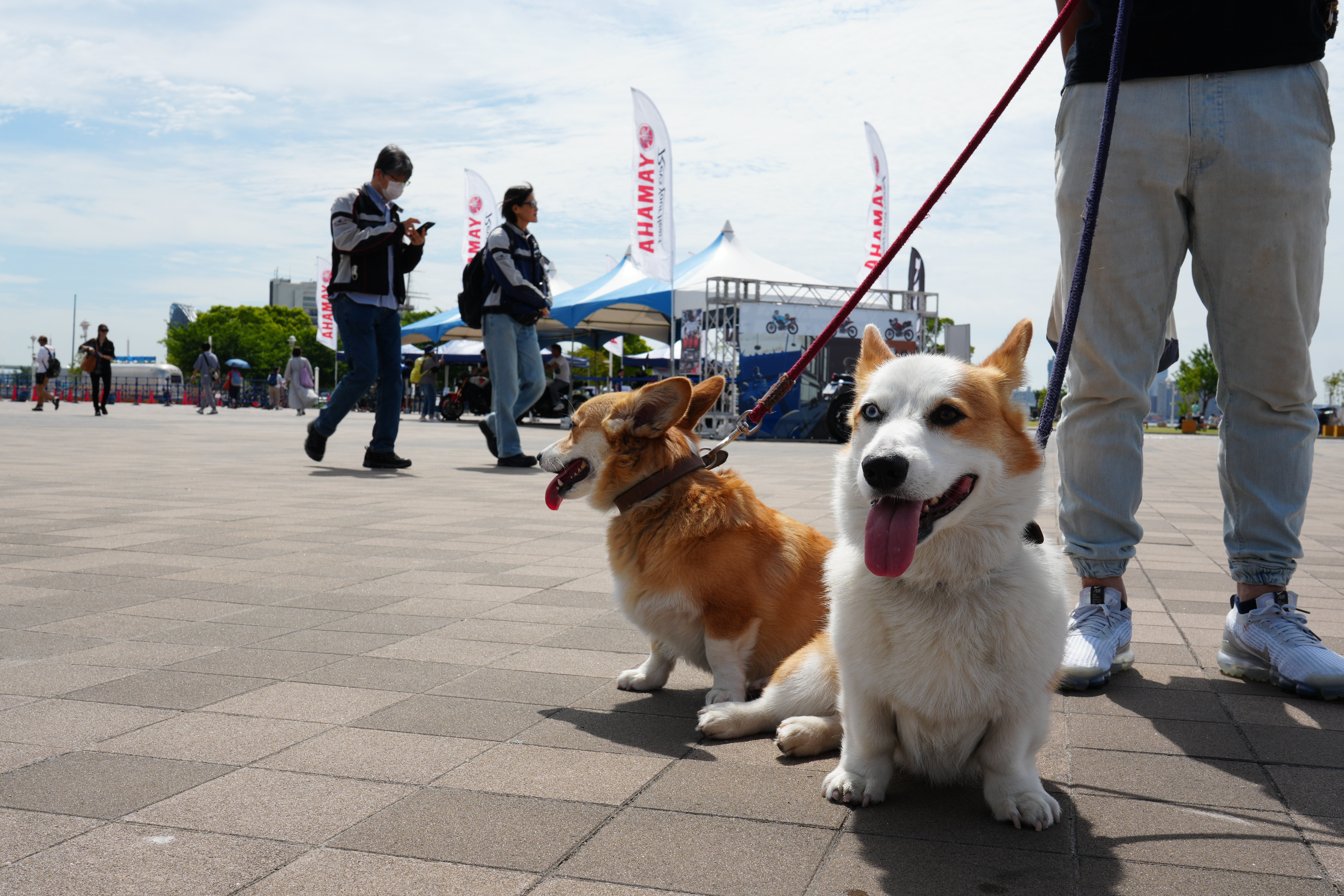 愛犬のお散歩を兼ねてご来場する方